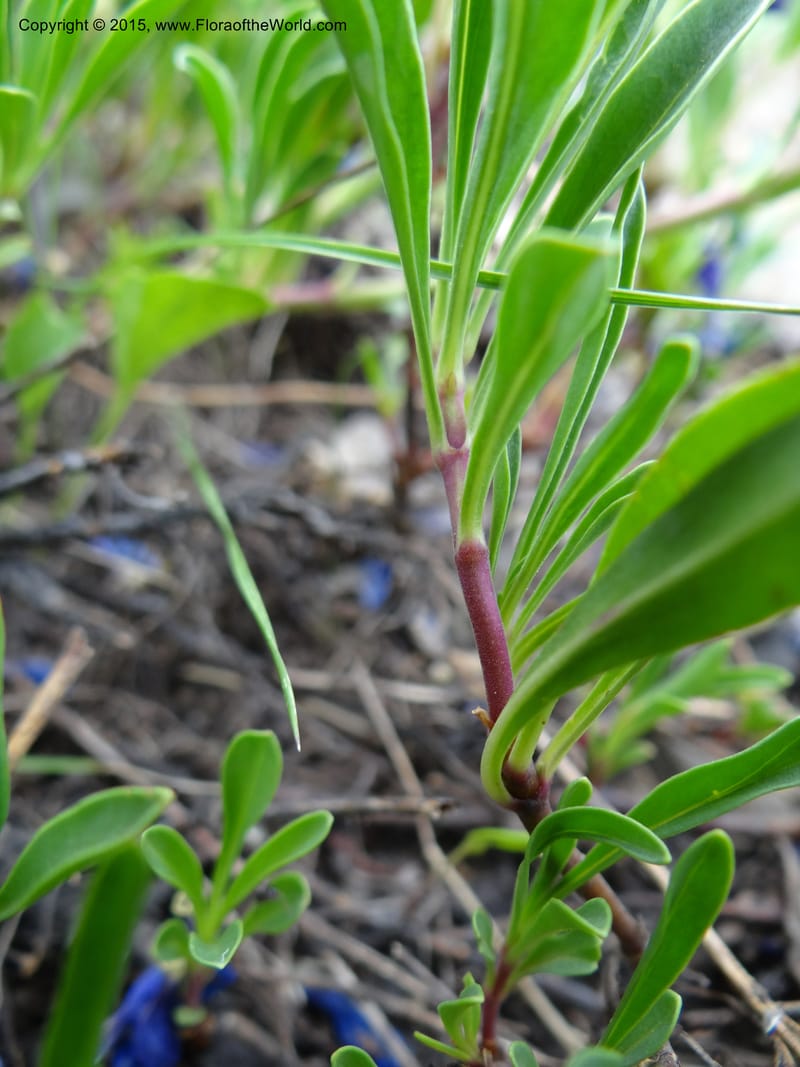 Penstemon leonardii, Mansfield, D 12-644--ID. Bear Lake Co. Mt. Sherman. 13 Jul 2012. DSC03679 (42).JPG
