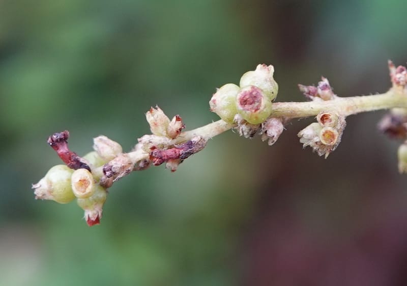 Wendlandia ligustrina, D. Boufford 44129--China. Yunnan. Meizi Lake Park. 3 May 2018. DSC01424 (229).JPG