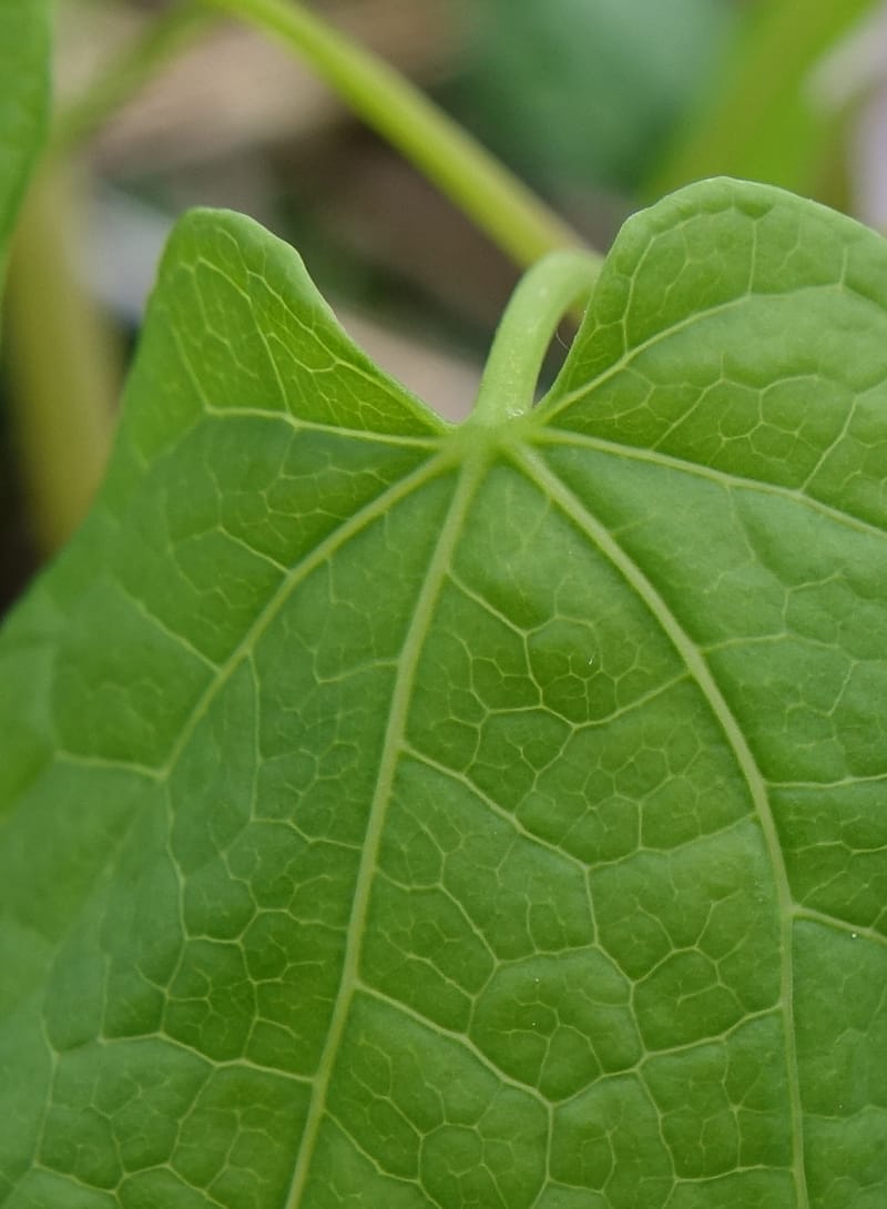 Ranzania japonica--Japan. Myoko Kenmin-no-mori. Hiuchiyama Trial. 27 May 2016.  (145).JPG
