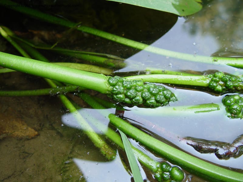 Orontium aquaticum--DE. Mt. Cuba Center. 24 Jun 03. 101.jpg