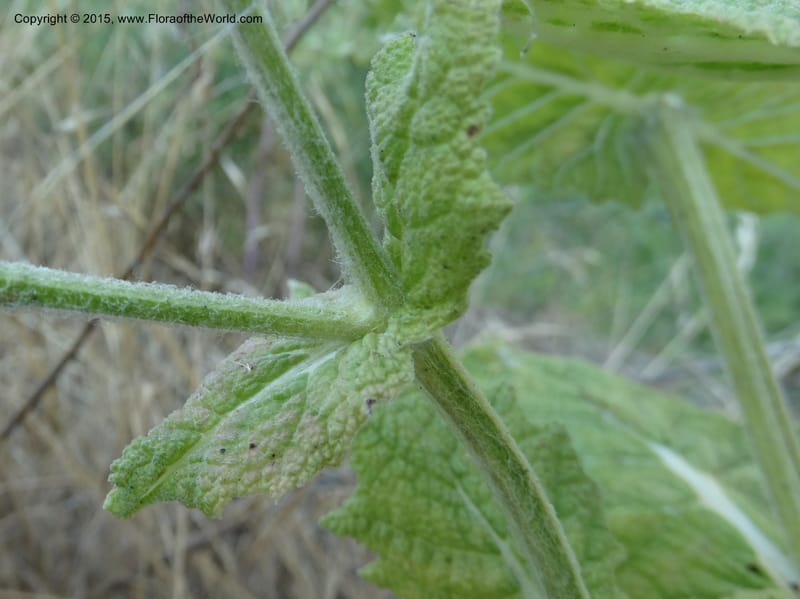 Salvia aethiopis, Davidson, C 12603--ID. Idaho Co. Goff Bridge on Hwy 95 N of Riggins. 16 Jul 2014. DSC00481 (96).JPG