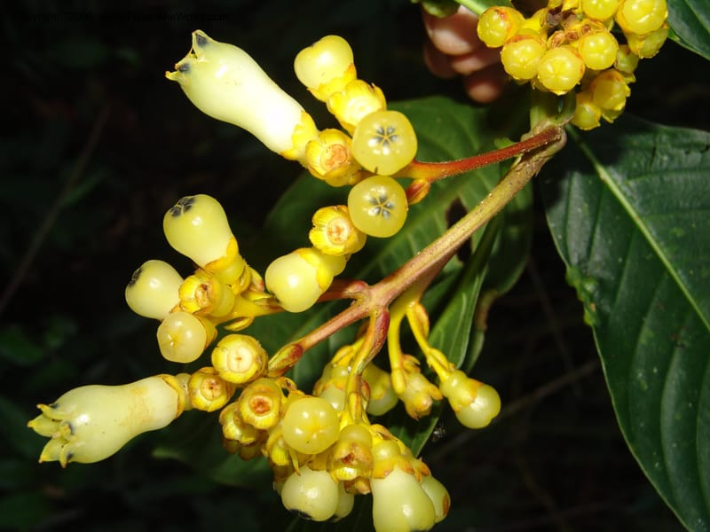 Palicourea clerodendroides, Croat98781--Ecuador. Z.C. Margin of Rio Nangaritza. 17 Sep 07. 297.jpg