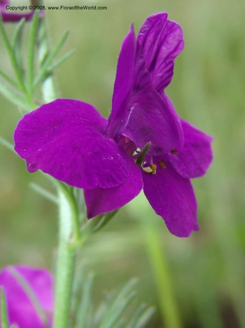Consolida divaricata--Georgia. Gori Upland, Gareji Steppe. Near salty lake. 9  Jun 05. 035.jpg
