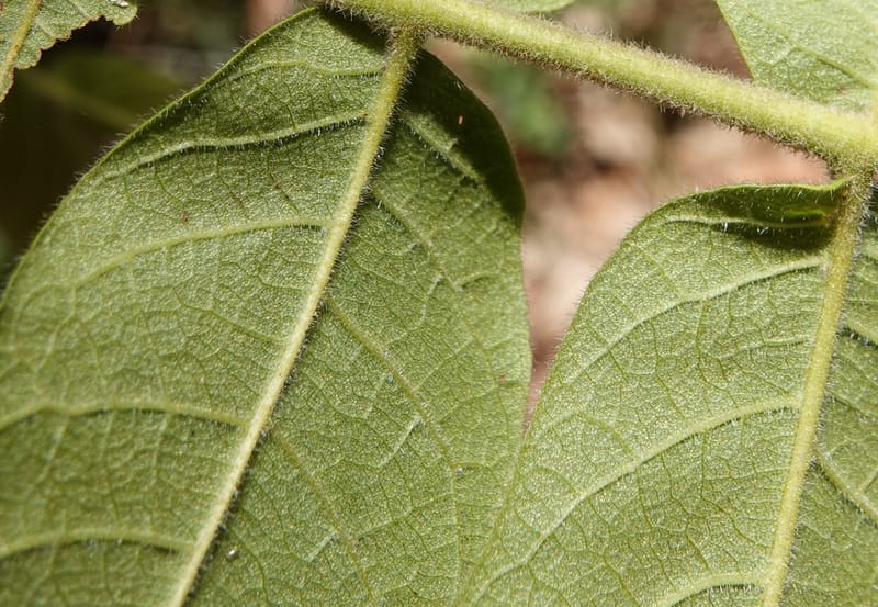 Engelhardia serrata, D. Boufford 44146--China. Yunnan. Along G213. 4 May 2018. DSC02084 (103).JPG