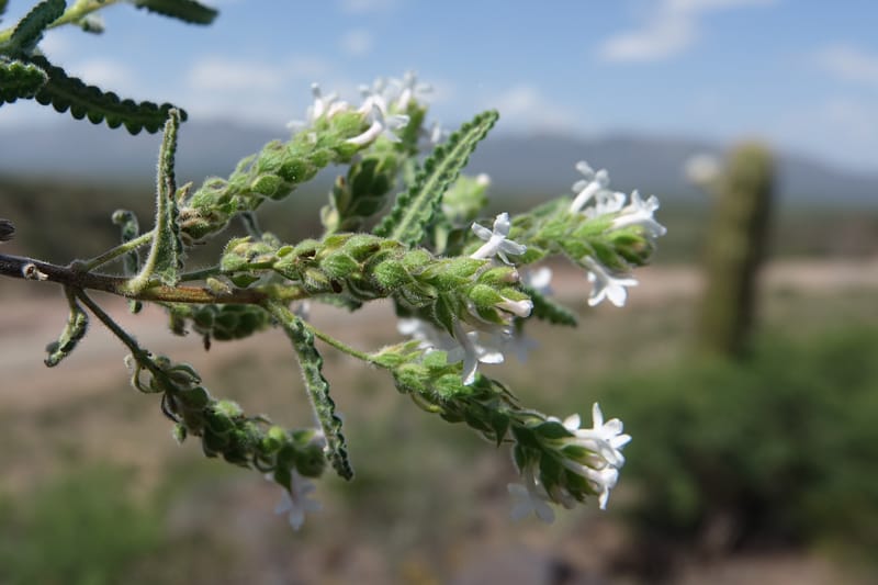 Aloysia castellanosii, Fortunato 13147--Argentina. Hwy 150, S of Ischigualasto. 7 Feb 2018. DSC09263 (58).JPG