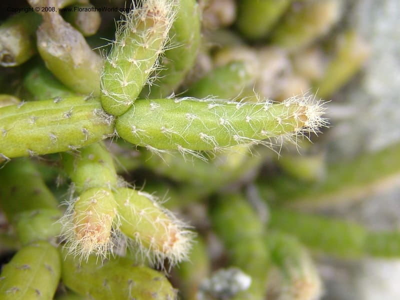 Rhipsalis baccifera--So.Africa. E. Cape. Umtamvuna Nat. Res. 11 Mch 05. 131.jpg