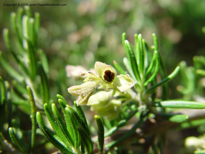 Rosmarinus officinalis--Italy. Tuscany. Univ. Firenze, Giardino dei  Simplici, Florence. 22 May 03. 002.jpg