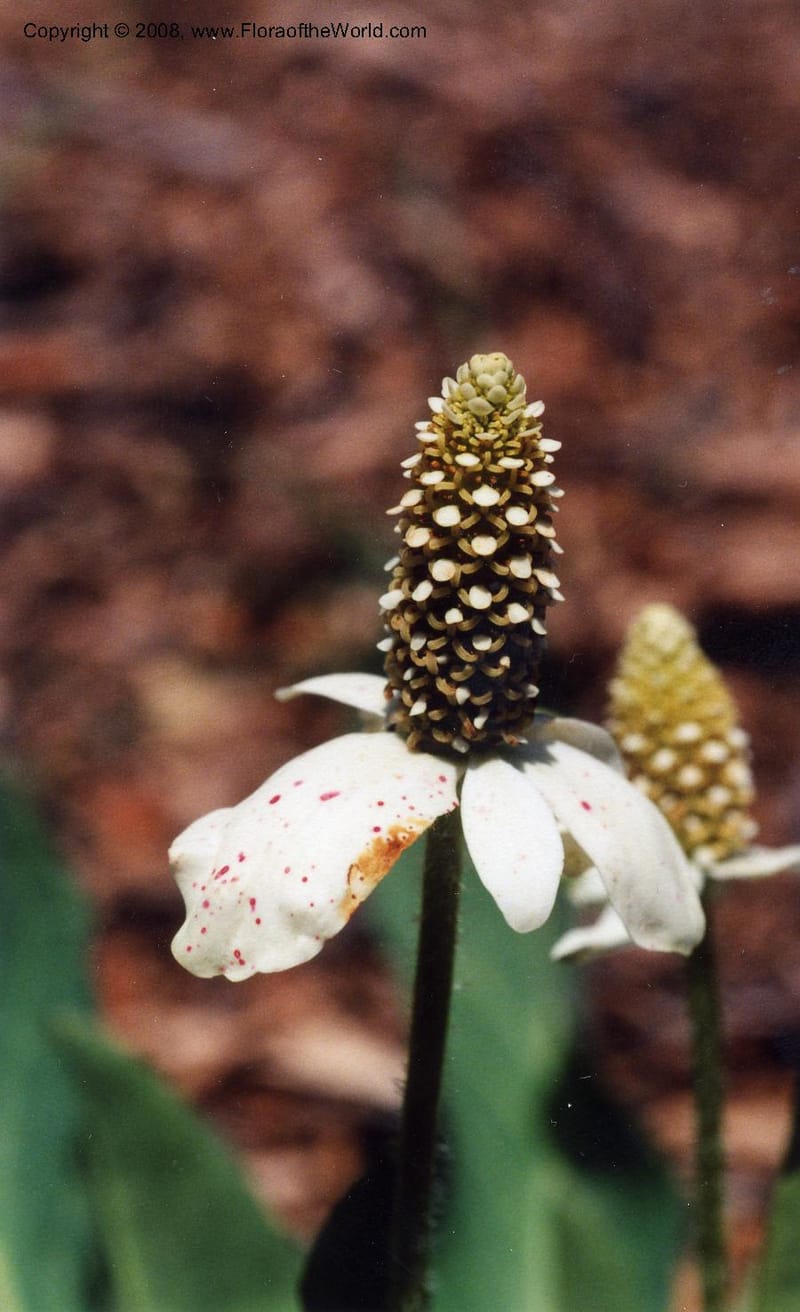 Anemopsis californica--CA. Santa Barbara Bot. Garden. 6 Jun 99. 003.jpg