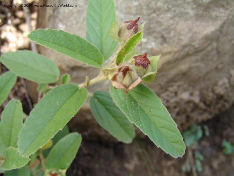 Melhania--So.Africa. E. Cape. Waringham Farm, Quanti Area, Stut. 8 Mch 05. 458.jpg