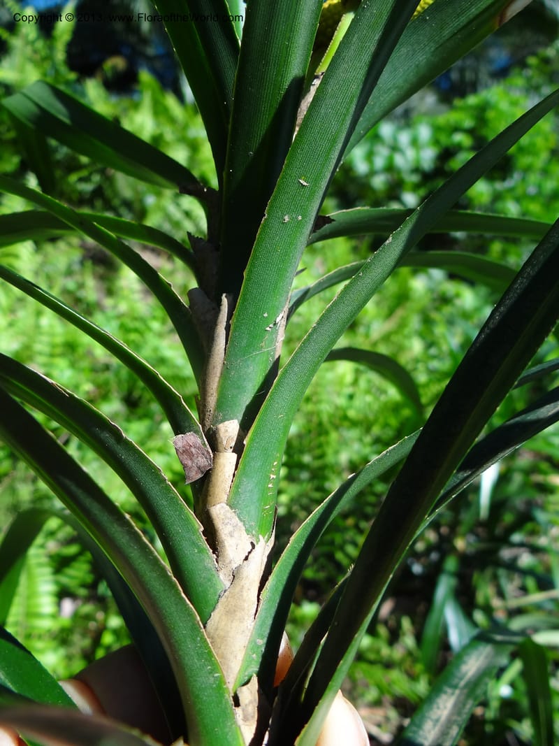 Freycinetia robinsonii var. meijeri, Callmander 1031--Malaysia. Sabah. Tahan Niaga Plantation. 8 Apr 2012. DSC07609 (50).JPG