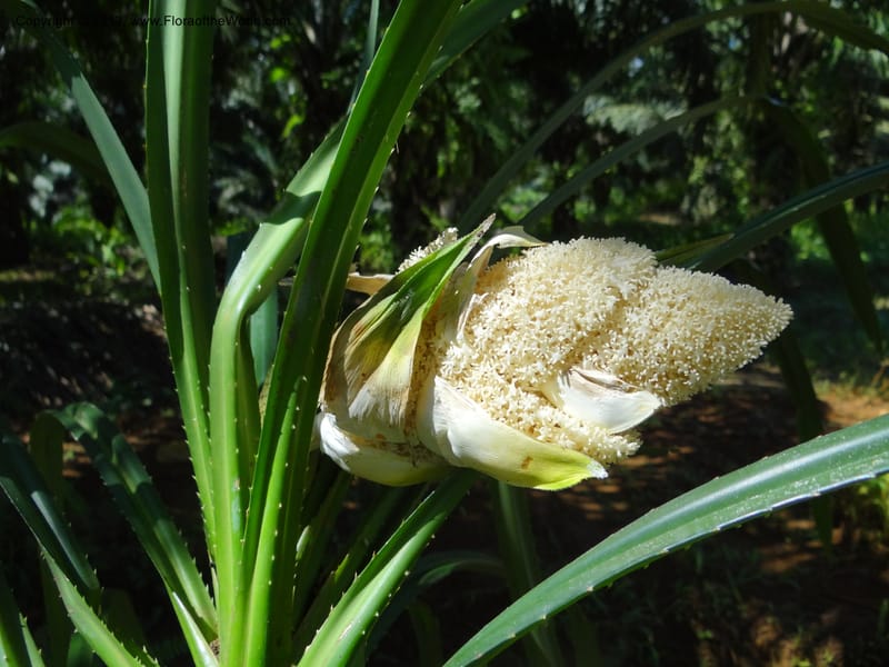 Pandanus fusinus, Buerki, S 334--Malaysia. Sabah. Tahan Niaga Plantation. 8 Apr 2012. DSC07609 (93).JPG
