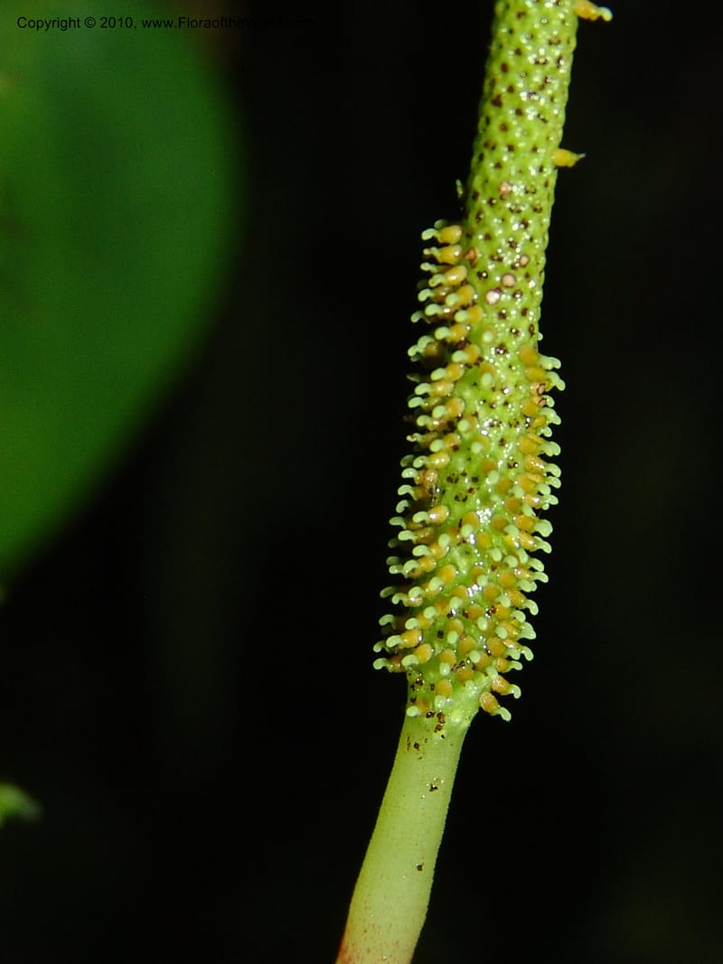 Peperomia, Croat 95716--Ecuador. Maquipucuna Biol. Res. Send. Princip. 11 Mar 06. 107 (4).jpg