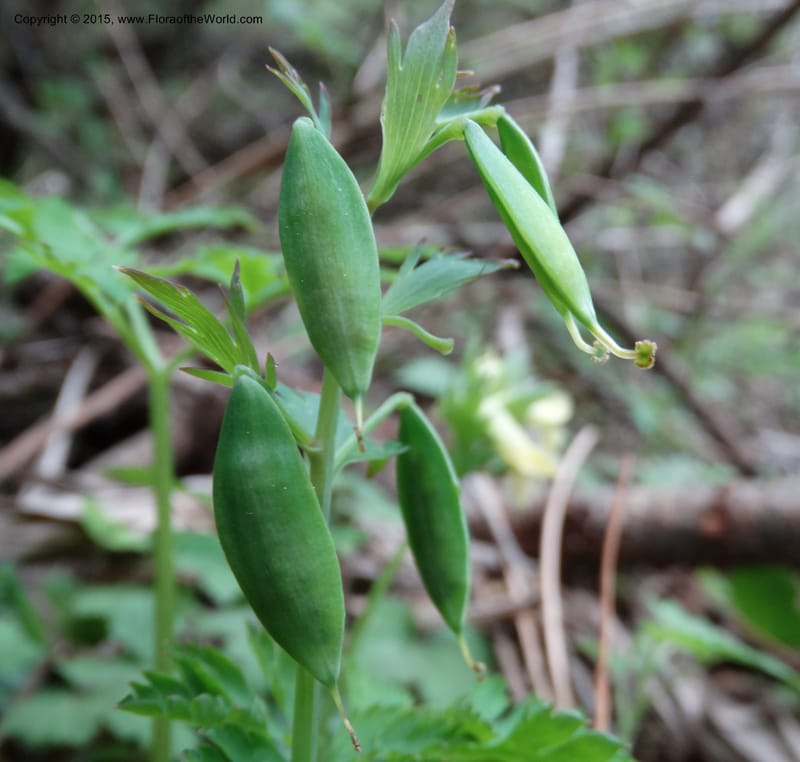 Corydalis, Not collected--China. Sichuan. ShaShiDuo. 8 May 2014. DSC04232 (132).JPG