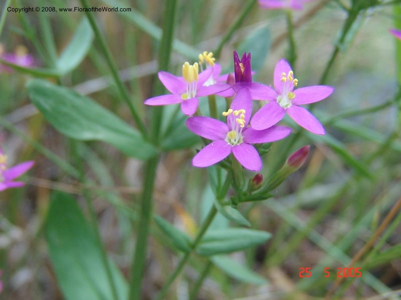 Centaurium erythraea--Crete. Ep. Kisamos. Sirikari Gorge. 25 May 05. 479.jpg