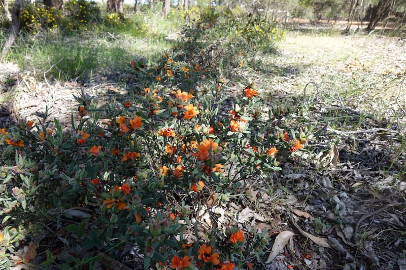 Hibbertia miniata, Davidson, C 13376--Australia. W.A. Flora Rd. 22 Oct 2016. DSC03739 (217).JPG
