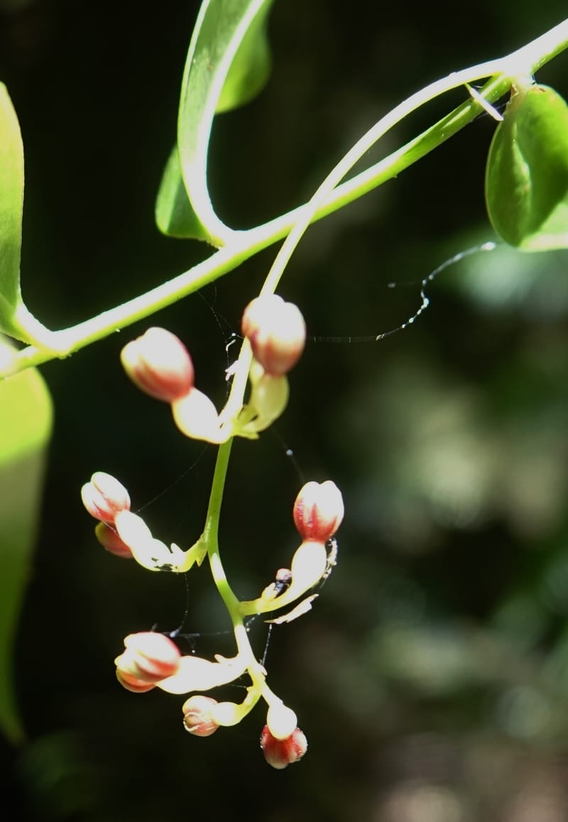 Petermannia cirrosa, Davidsonm C 13363--Australia. Qld. Springbrook N.P. Mt. Cougal Sect. 19 Oct 2016. DSC03346 (5).JPG