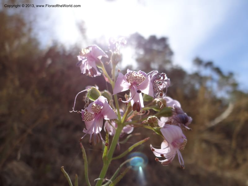 Alstroemeria, WDS 34051--Chile. Pichilemu. 13 Feb 2013. DSC00590 (147).JPG