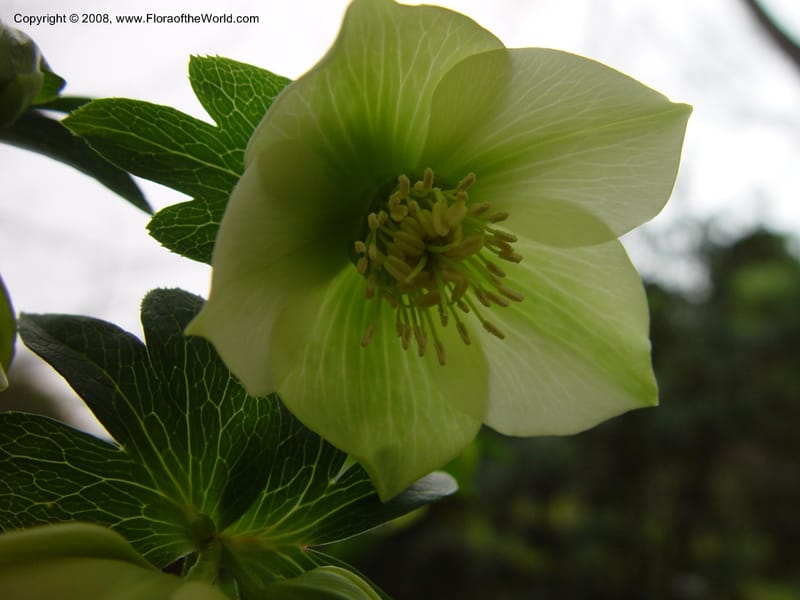 Helleborus orientalis, 87.0337--CA. UC Berkeley Bot. Gard. 11 Feb 03. 060.jpg