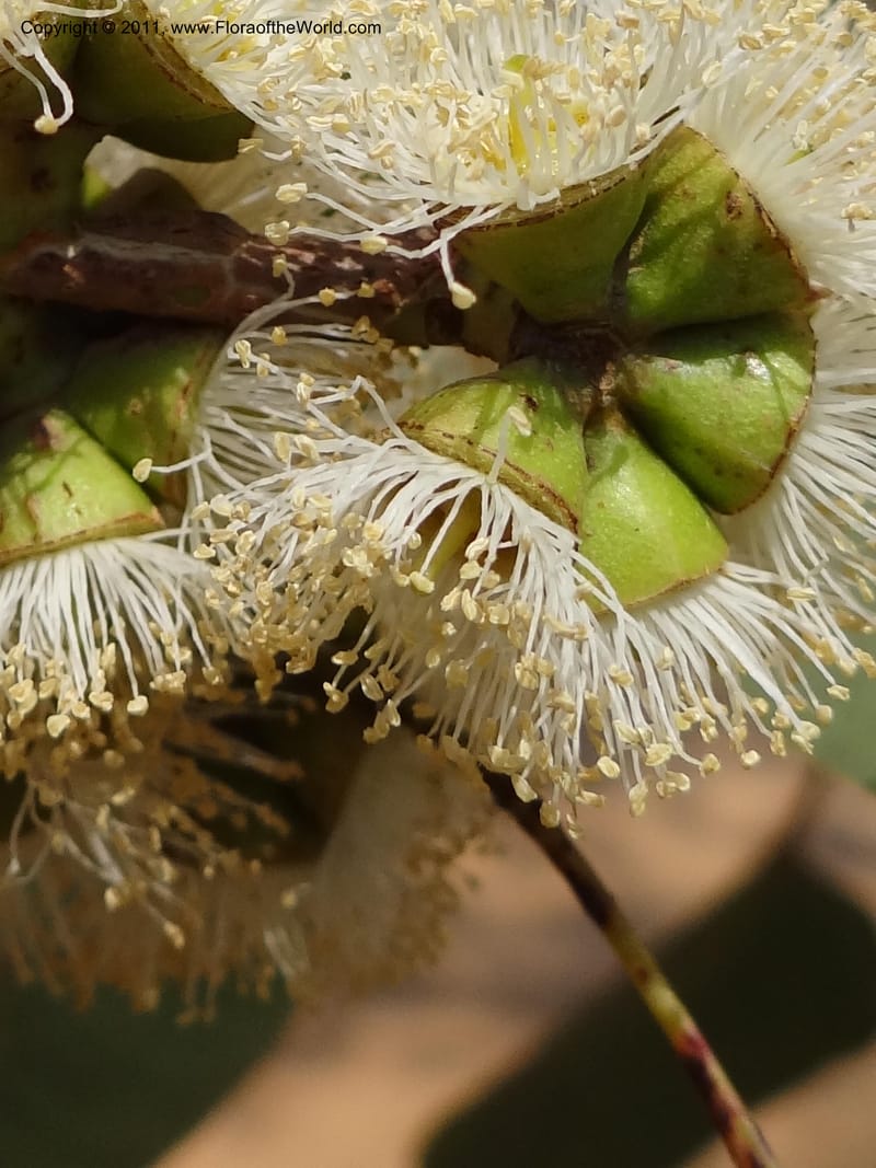 Eucalyptus platyphylla, B. Gray 9065--Australia. Queensland. Bakerville. 22 Sep 2011. (14).JPG