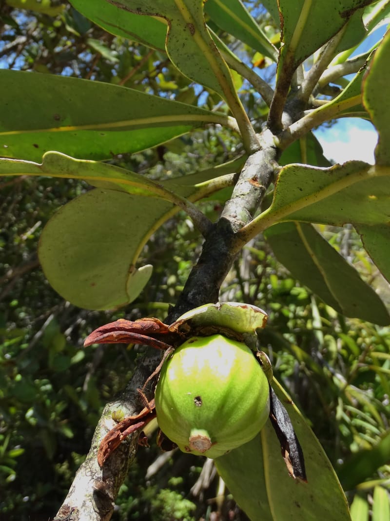 Strasburgeria robusta, Lowry, P 7371--New Caledonia. Mont Dzumac. 12 Nov 2015. DSC01563 (153).JPG