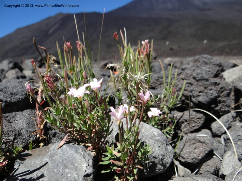Epilobium, WDS 34141--Chile. P.N. Laguna del Laja. Ski lodge. 18 Feb 2013. DSC01783 (13).JPG