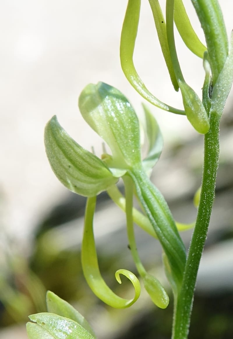 Habenaria, not collected--China. Sichuan. Yibailingba-gou. 12 Aug 2017. DSC04660 (362) - Copy.JPG