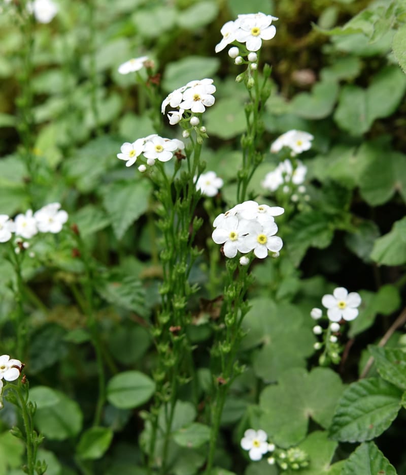 Trigonotis formosana, Tseng Yu-Hsin 1317--Taiwan. SW of Nanshan on highway 7. 20 May 2016. DSC03339 (53).JPG