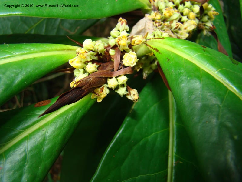 Erythroxylum macrophyllum, B. Hammel 24675--Costa Rica. Prov. Limon. Selva Bananito Lodge. 12 Apr 08. 009 (7).jpg
