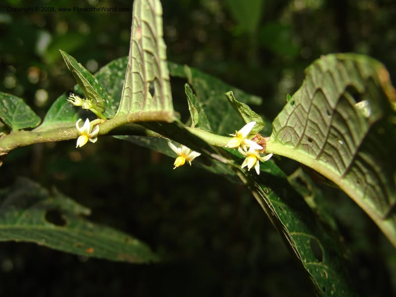 Solanum, RVasquez33035--Peru. Pillcopata. Qbda Sachavacayoc. 29 Oct 07. 175.jpg