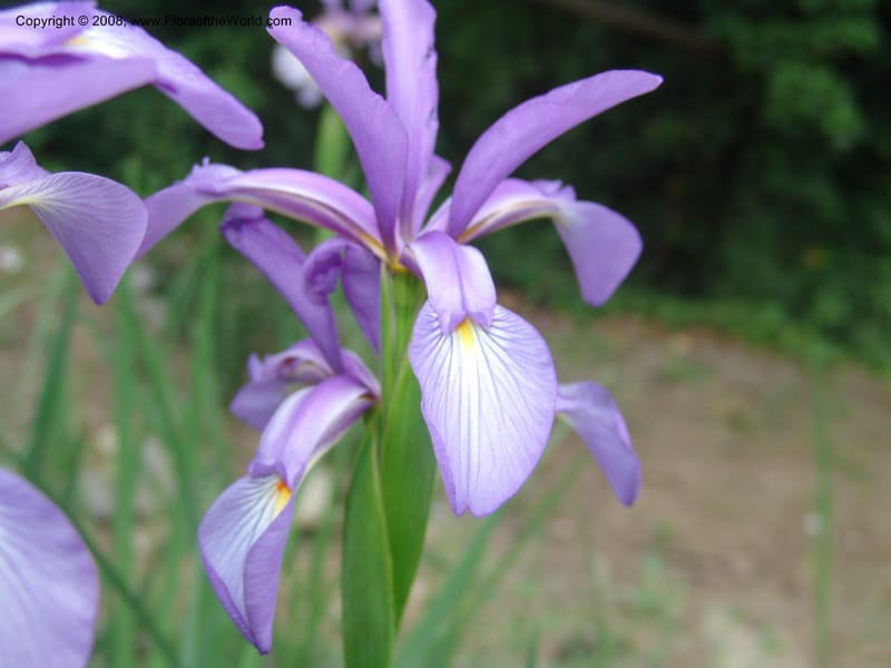 Iris carthaliniae--Georgia. Tbilisi. Central Botanical Garden. 31 May 05. 008.jpg