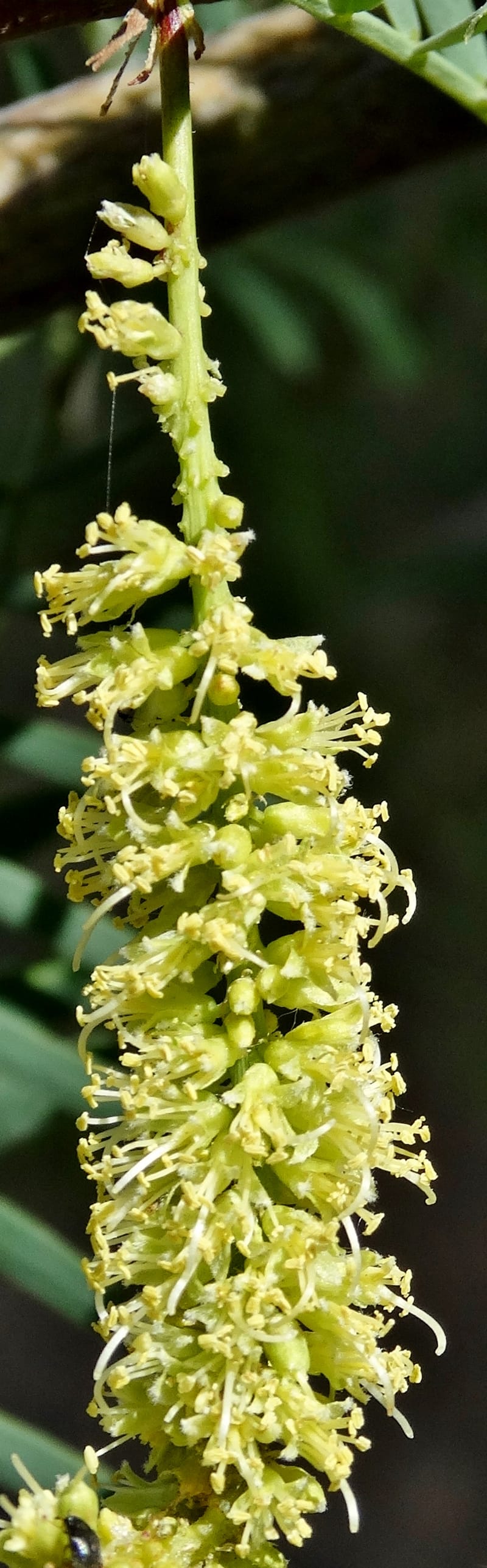 Prosopis glandulosa torreyana, Davidson, C 13168--California, Afton Canyon, 22 Apr 2016  8301 (4).JPG
