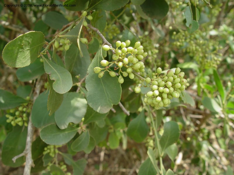 Cordia caffra--So. Africa. KwaZuluNatal. Hluhluwe Game Res. 30 Sep 03. 036.jpg