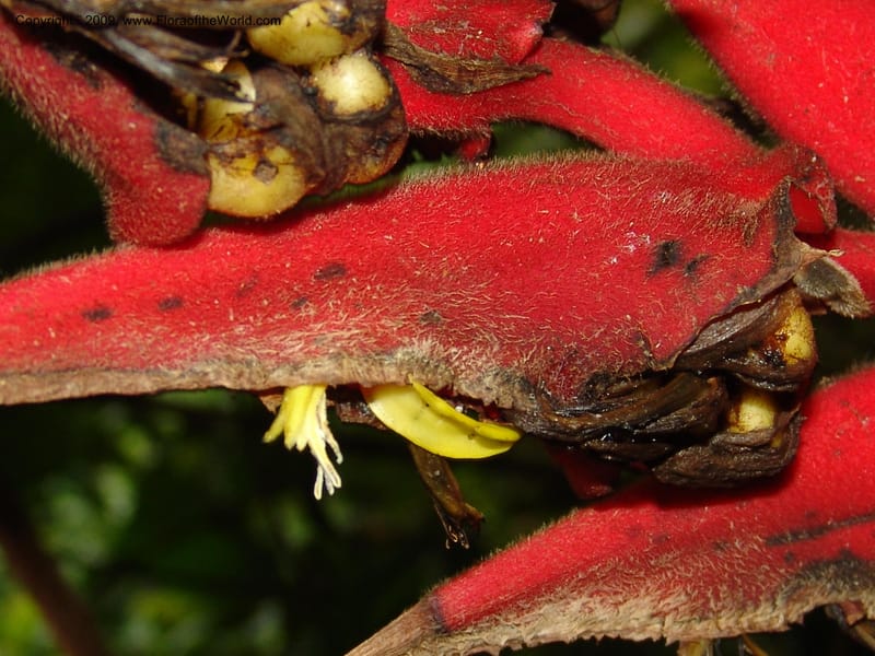 Heliconia, Croat94844--Ecuador. Prov. Carchi. El Chical-Penas Blancas. 19 Feb 05. 216.jpg