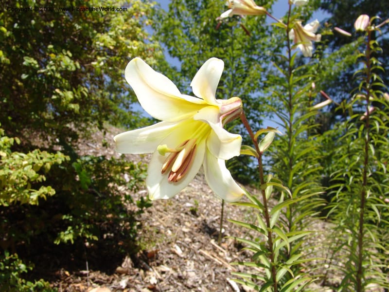 Lilium lanceolatum, 2002.111--CA. Quarryhill Bot. Garden, Glen Ellen. 1 Jun 07. 016.jpg
