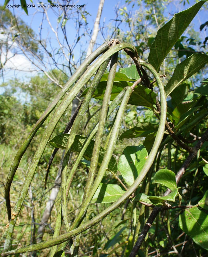Forsteronia pubescens, Stevens,  W. D 31127, Cerro Cora, 16 Mar 2011 4174 (19).JPG