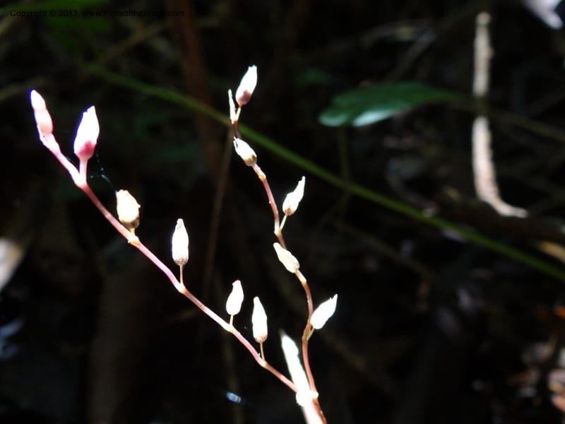 Gymnosiphon, S.98886--Malaysia, Sarawak. Bako Nat. Park. Paku Trail. DSC06071 (13).JPG