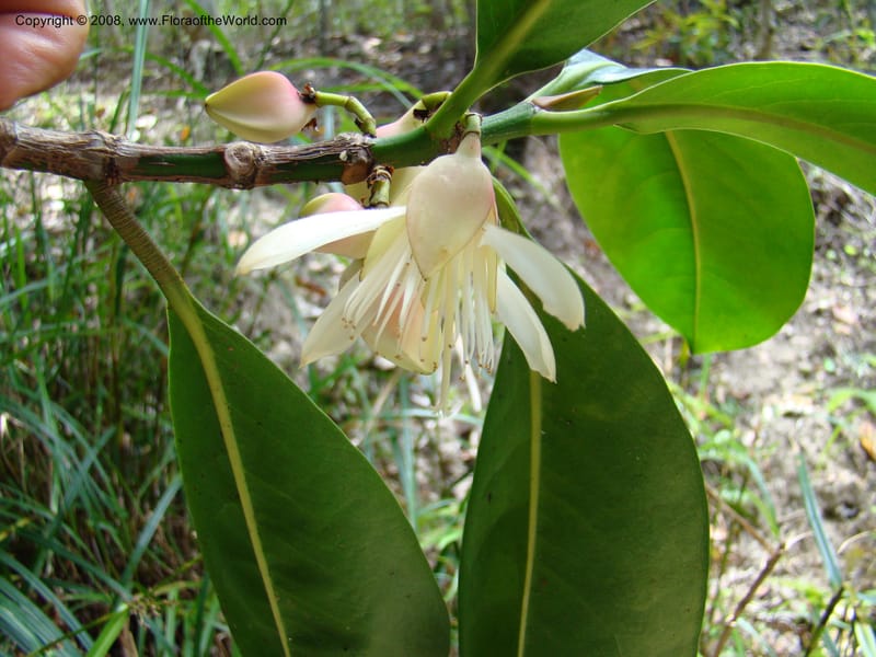 Crossostylis grandiflora, JMunzinger4754--New Caledonia. Les Trois Creeks. 13 Nov 07. 001.jpg