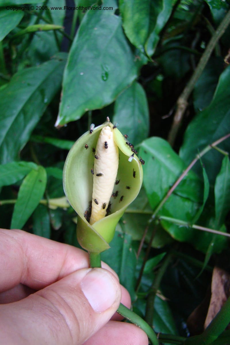 Culcasia falcifolia, WKindeketa2987--Tanz. Rungwe Distr. Rungwe For. Res. 24 Jan 08. 168.jpg