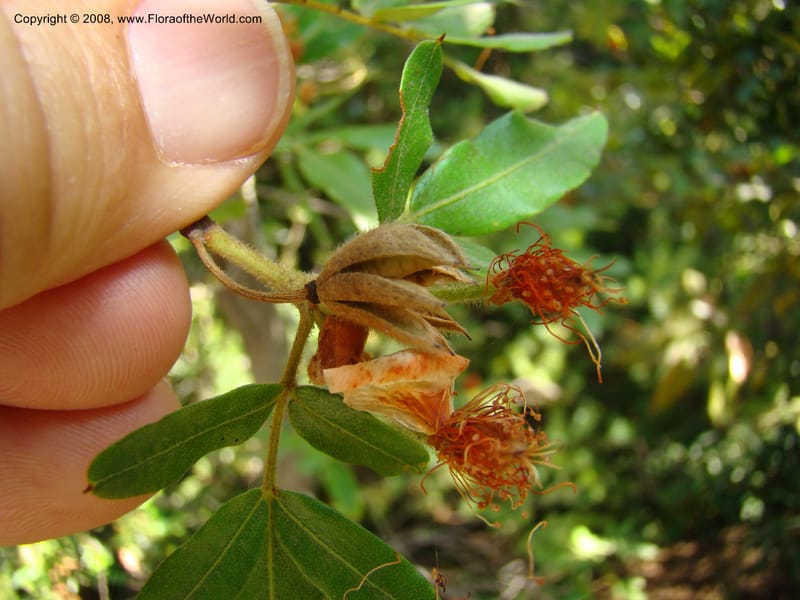 Eucryphia moorei--Australia. Royal Botanic Garden, Melbourne. 19-20 Mch 08. 068.jpg