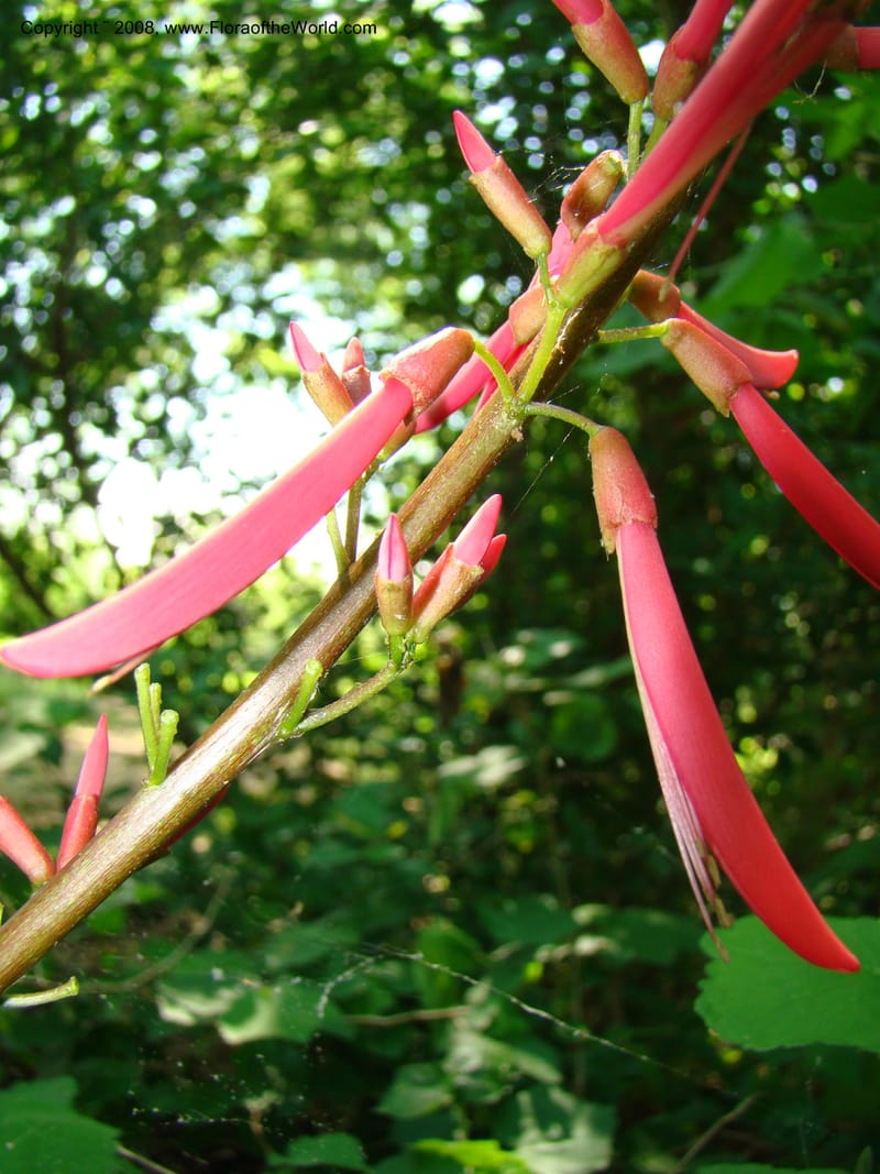 Erythrina herbacea--TX. Harris Co. Sheldon Lake St Pk. 26 Apr 08. 015.jpg