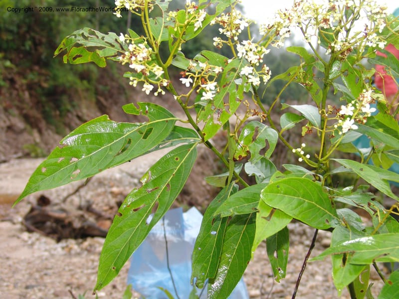 Nectandra, DNeill15748--Ecuador. Prov. Zamora Ch. Silica Mine, Las Orquideas. 15 Sep 07. 427.jpg
