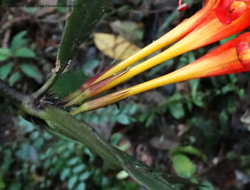 Aeschynanthus, Davidson, C 12736--Sabah. Mt. Kinabalu. Bundu Tuhan Trail. 11 Oct 2014. DSC04153 (38).JPG