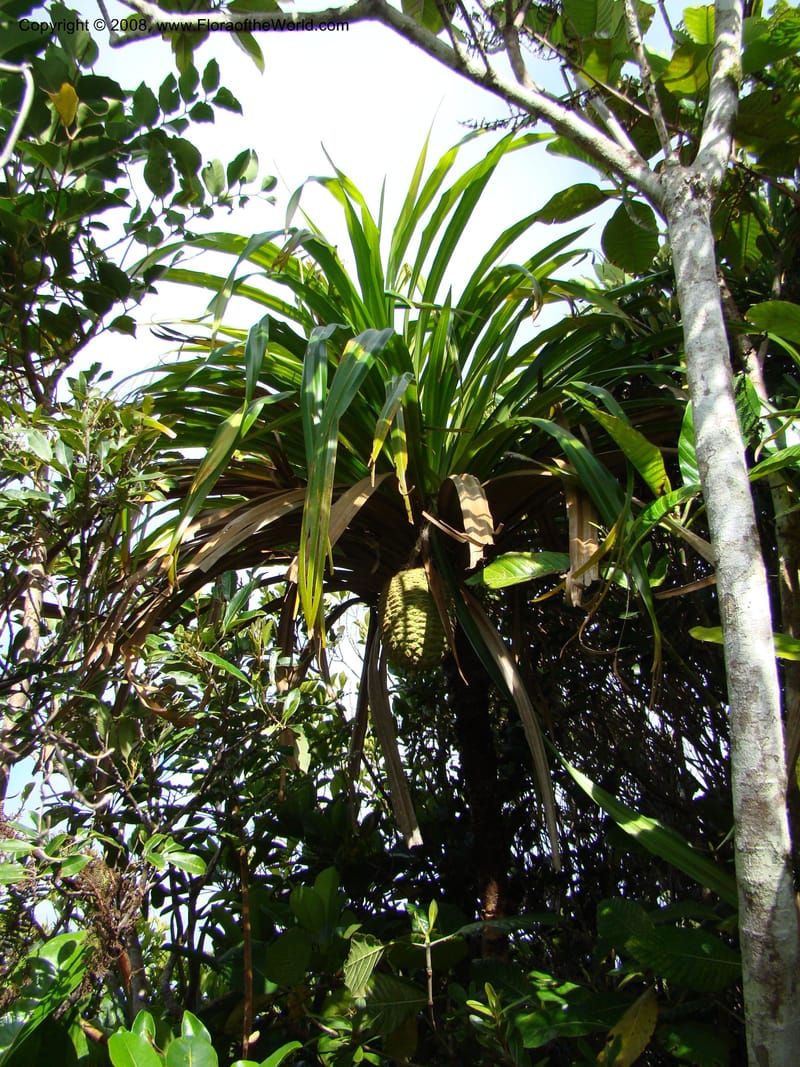 Pandanus, JMunzinger4761--New Caledonia. Mandjelia. 13 Nov 07. 098.jpg