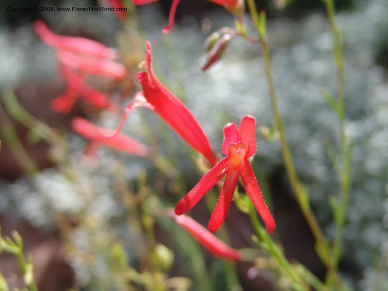 Penstemon pinifolius--AZ.  Arboretum at Flagstaff. 3 Sep 04.  176.jpg