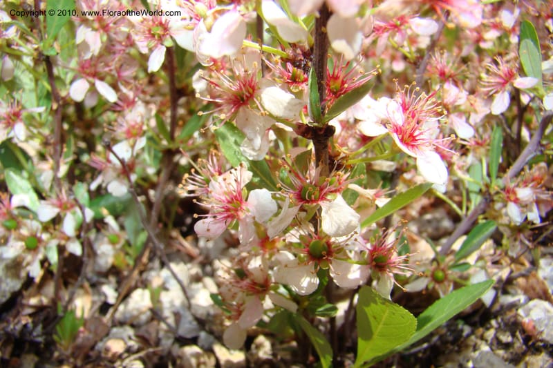 Prunus americanus, C. Davidson 11461--ID. Valley Co. Warm Lake. 16 June 2009. 044.jpg