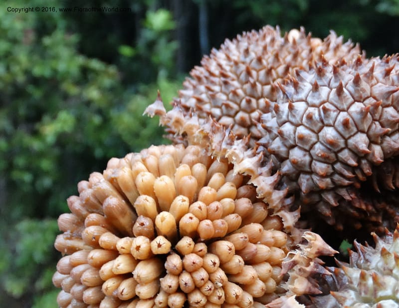 Pandanus borneensis, Callmander, M 1186--Sabah. G. Silam. 1 Oct 2014. DSC00937 (201).JPG