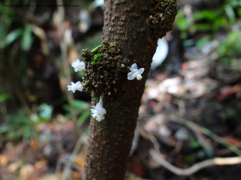 Lepisanthes ramiflora, Buerki 324--Malaysia, Sarawak. Bako Nat. Park. Lintang Trail. 30 Mar 2012.  NDSC06186 (162).JPG