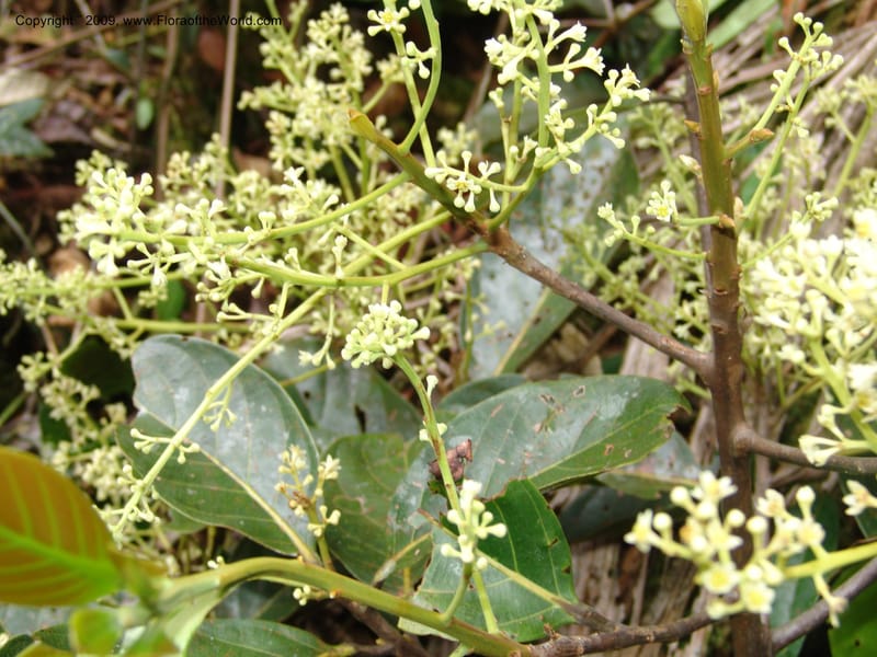 Nectandra, DNeill15914--Ecuador. Prv. Zam. Ch. C del Condor. Wawaime plot. 22 Sep 07. 379.jpg