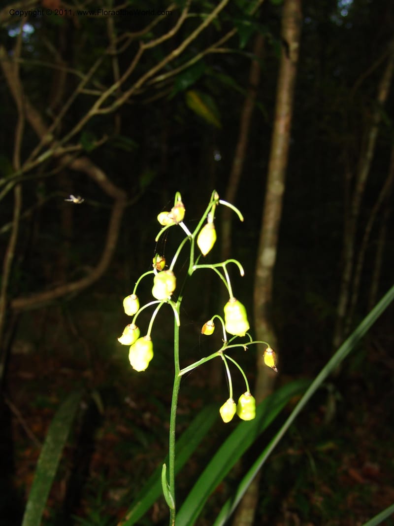 Dianella ensifolia, ROR1594--Madag. Parc Nat. Montagne d'Ambre. 11 Nov 06. 282.jpg