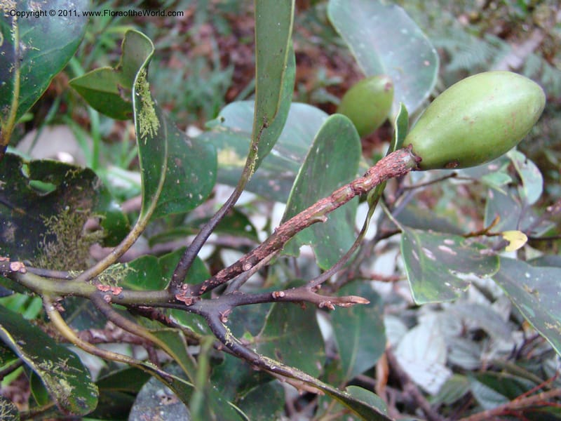 Endiandra,  Munzinger, J 4848--New Caledonia,  Dogny, 19 Nov 2007,  114 (3).jpg